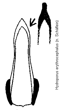 hydroporus_erythrocephalus.gif