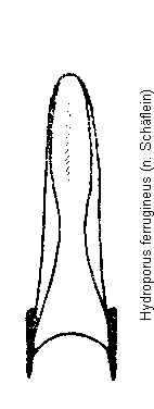 hydroporus_ferrugineus.gif