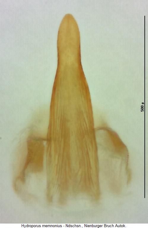 hydroporus_memnonius.jpg