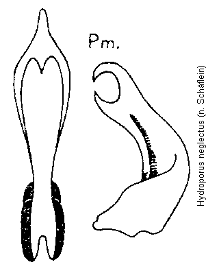 hydroporus_neglectus.gif