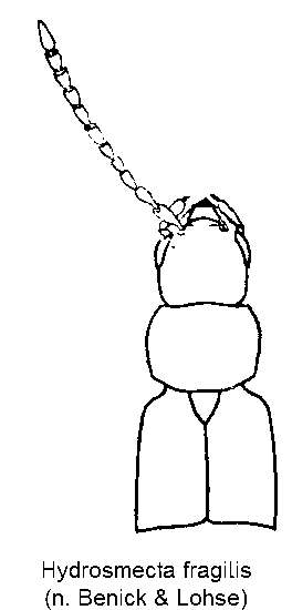 hydrosmecta_fragilis_vk.gif