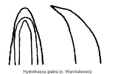hydrothassa_glabra.gif