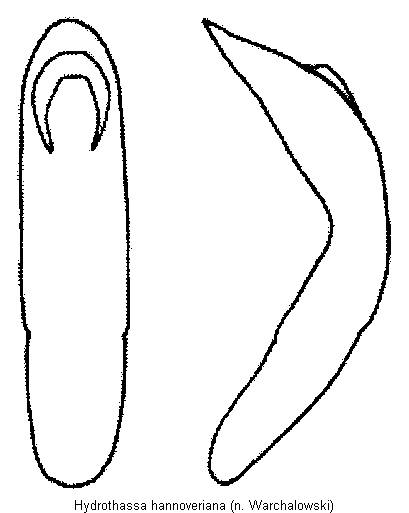 hydrothassa_hannoveriana.gif