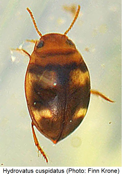 hydrovatus_cuspidatus_hab.jpg