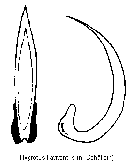 hygrotus_flaviventris.gif