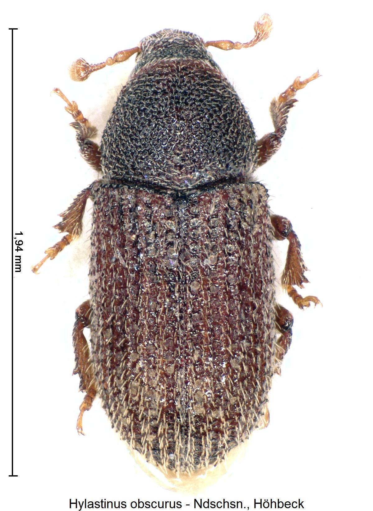 hylastinus_obscurus_hab.jpg