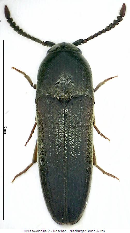 hylis_foveicollis_w_hab.jpg
