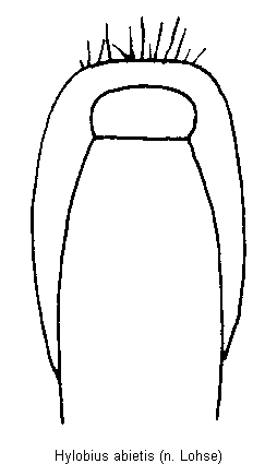 hylobius_abietis.gif