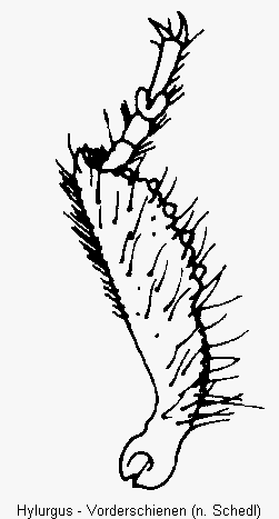 hylurgus_vschn.gif