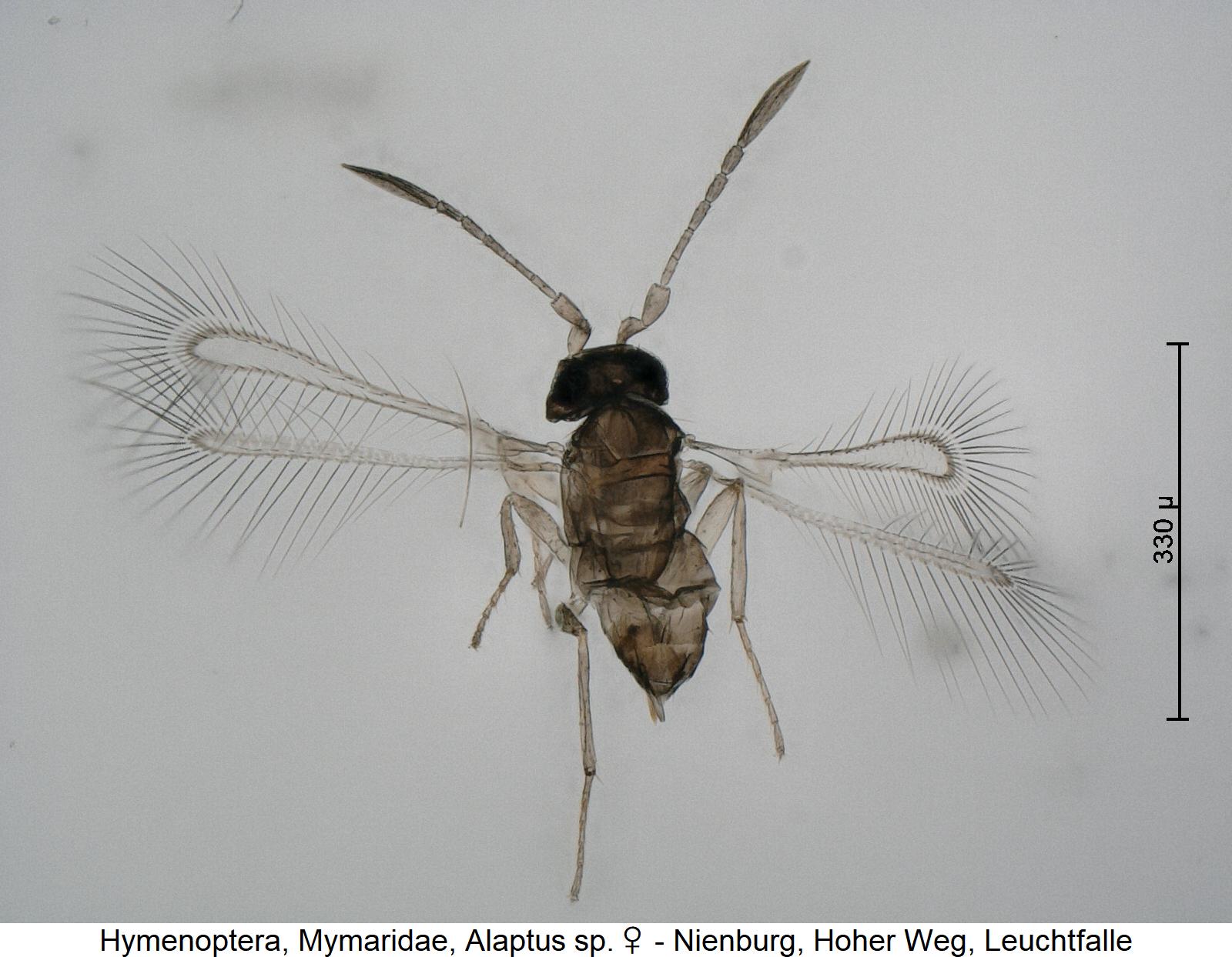 hymenoptera__hab.jpg