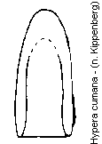 hypera_cumana.gif