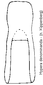 hypera_denominanda.gif