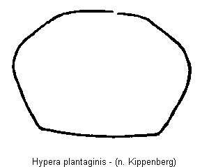 hypera_plantaginis_hsch.gif