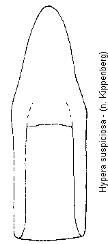 hypera_suspiciosa.gif