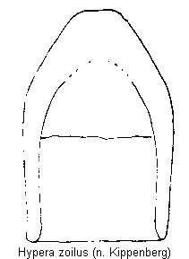 hypera_zoilus.gif