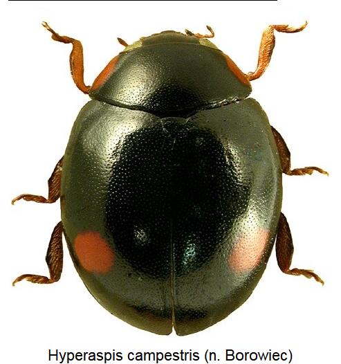 hyperaspis_campestris.jpg