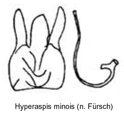 hyperaspis_minois_bl.jpg