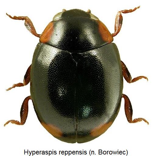 hyperaspis_reppensis_hab.jpg