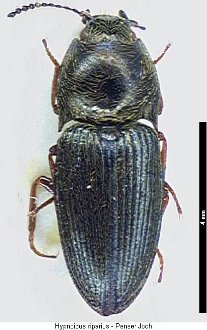 hypnoidus_riparius_hab.jpg