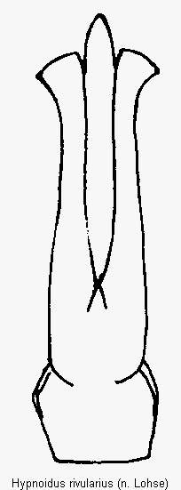 hypnoidus_rivularius.gif