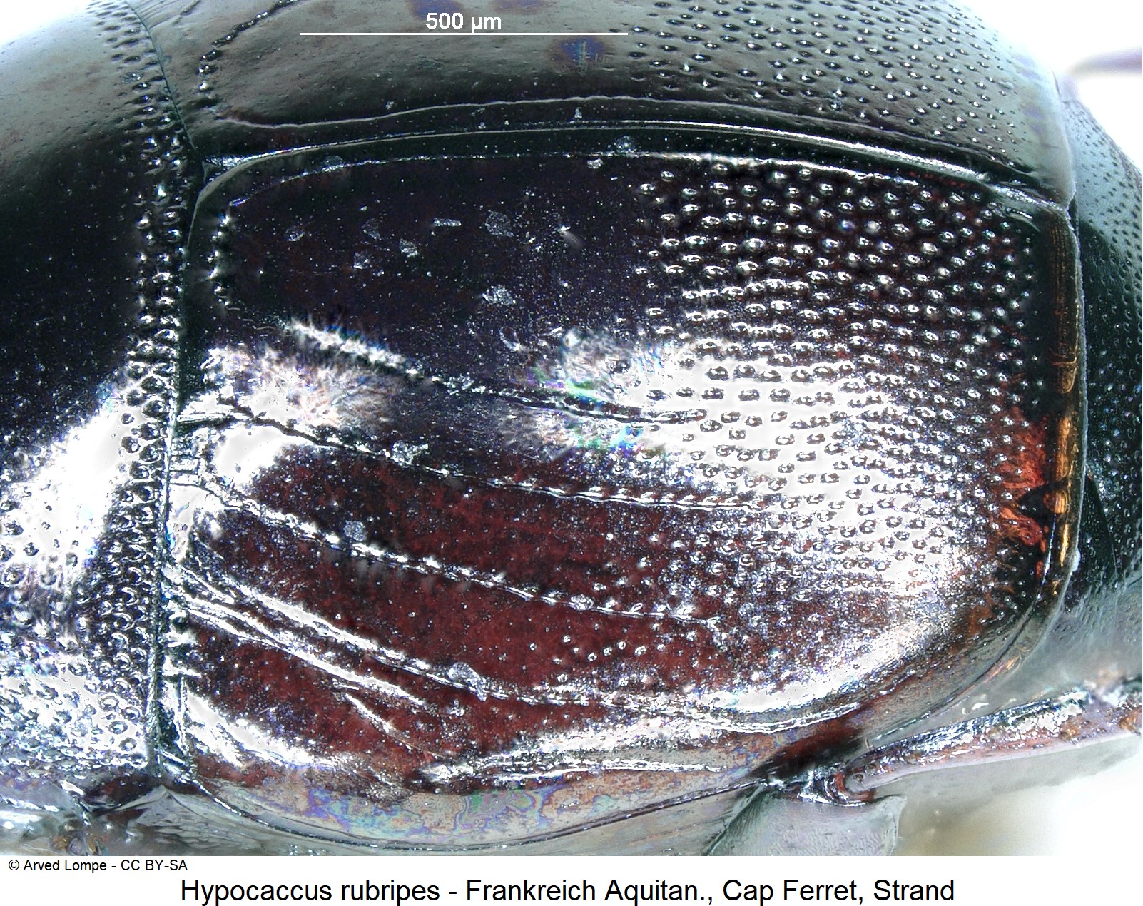 hypocaccus_rubripes_ck3439_fld_sa.jpg