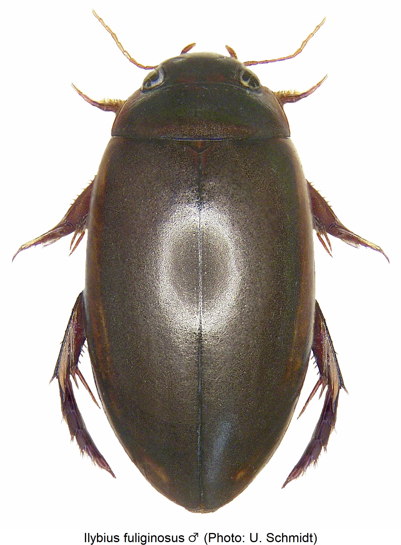 ilybius_fuliginosus_m_hab.jpg