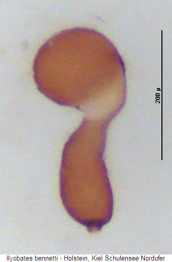 ilyobates_bennetti_sperm.jpg
