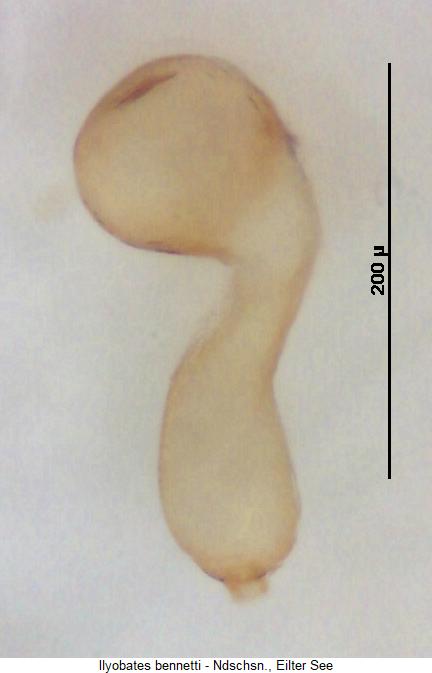 ilyobates_bennetti_sperm1.jpg