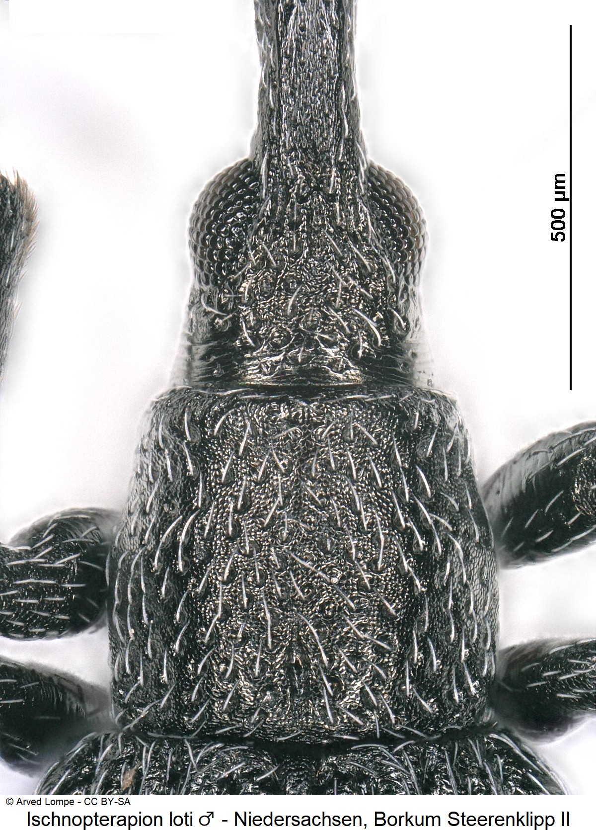 ischnopterapion_loti_m_ck33127880_vk.jpg