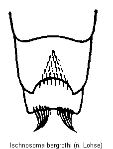 ischnosoma_bergrothi_hlb.gif