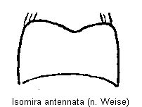 isomira_antennata_sternit6.gif