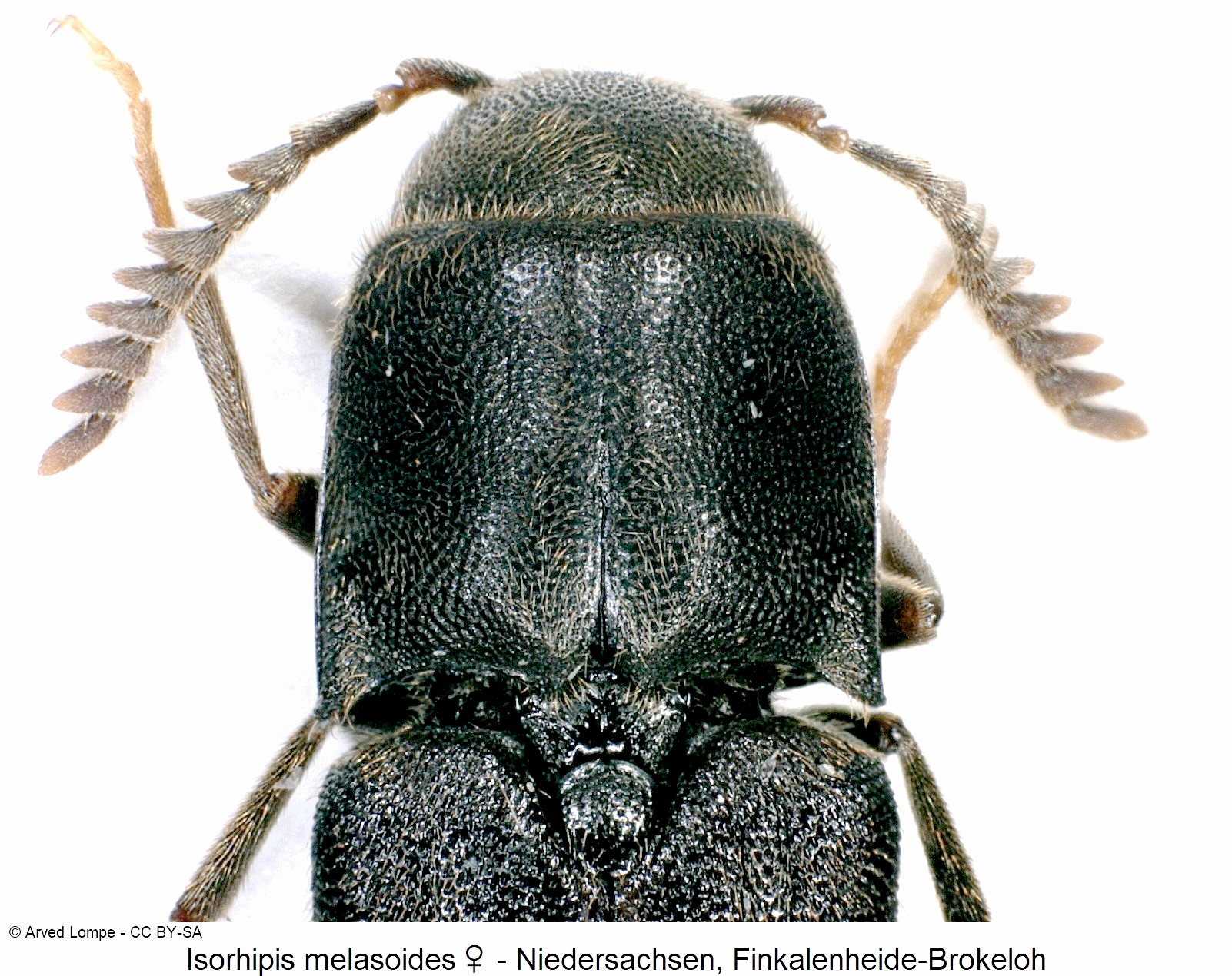 isorhipis_melasoides_w_ck35981481_vk.jpg