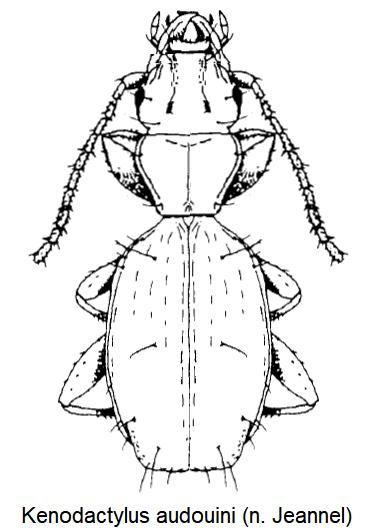 kenodactylus_audouini_hab1.jpg