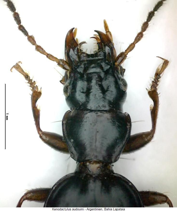 kenodactylus_audouini_vk.jpg