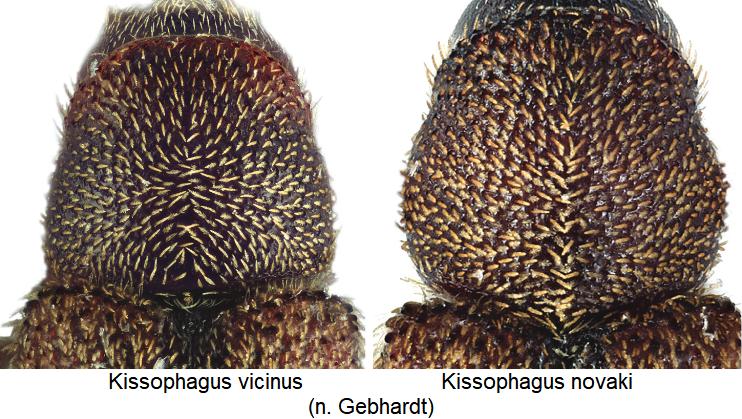 kissophagus_hsch.jpg