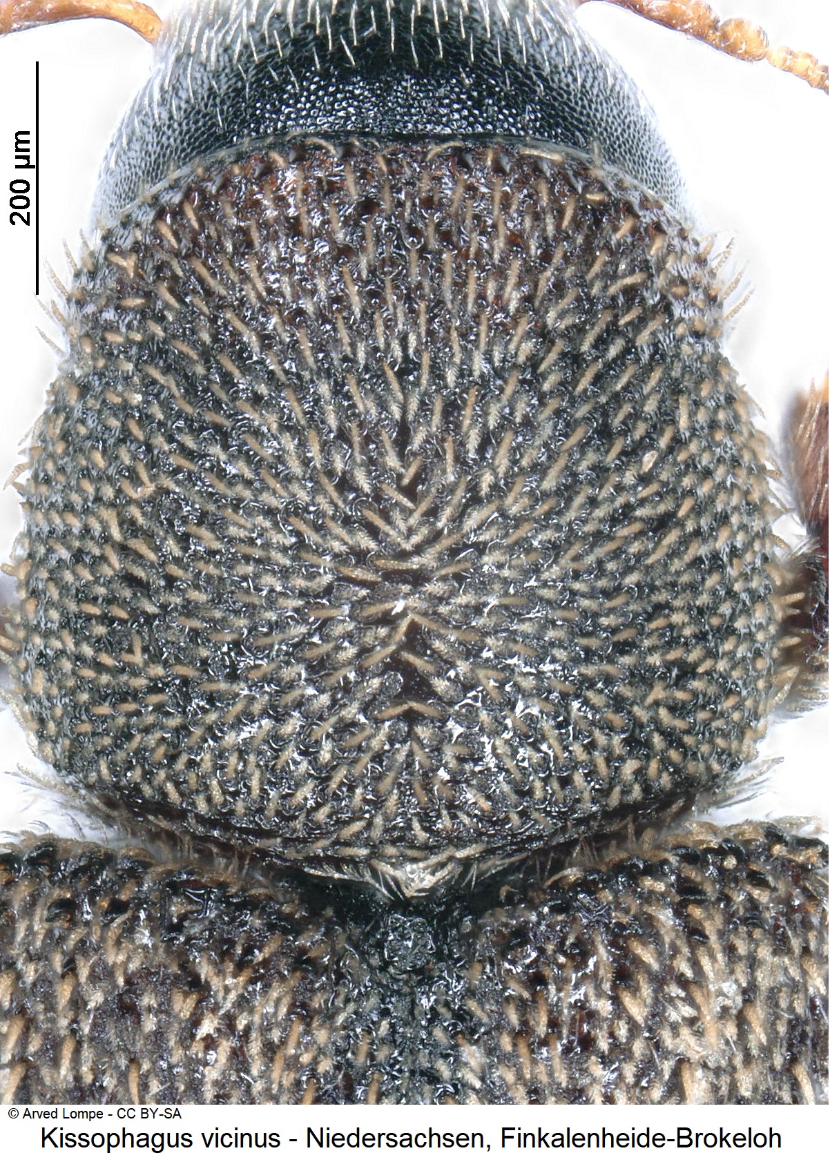 kissophagus_vicinus_ck35981482_hsch.jpg