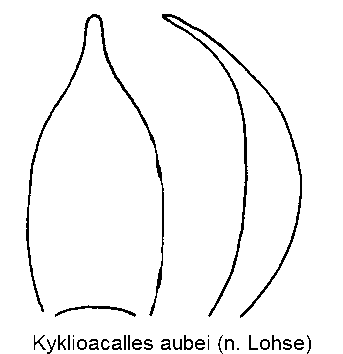 kyklioacalles_aubei.gif