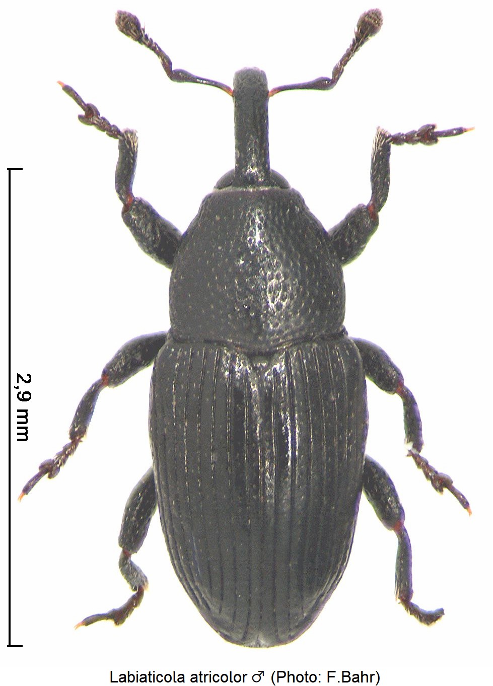 labiaticola_atricolor_m_hab.jpg