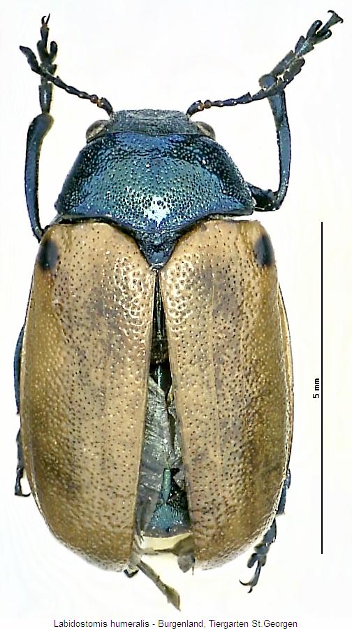 labidostomis_humeralis_hab.jpg