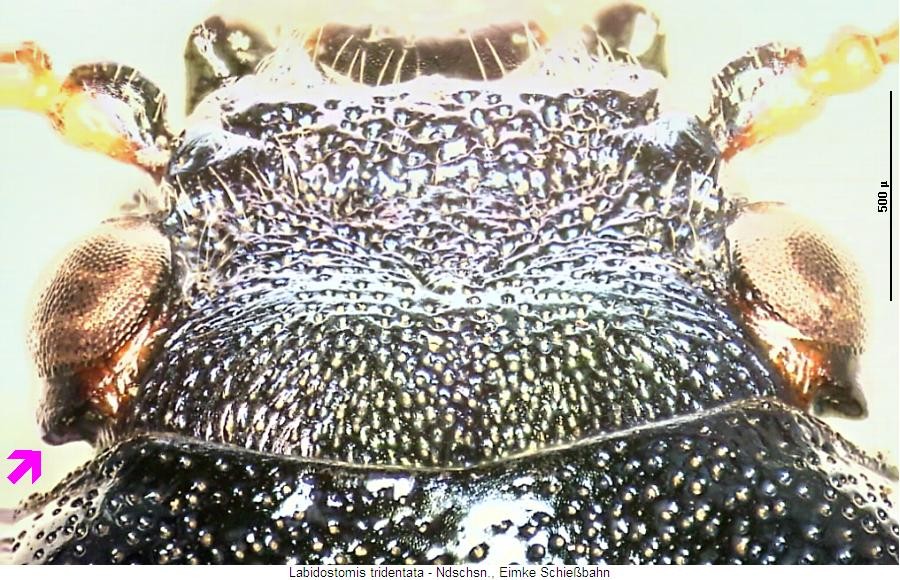 labidostomis_tridentata_schlaefen.jpg