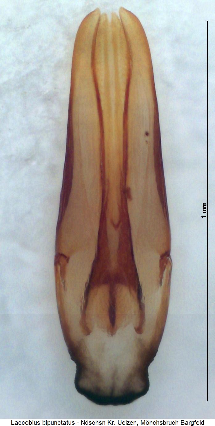 laccobius_bipunctatus.jpg
