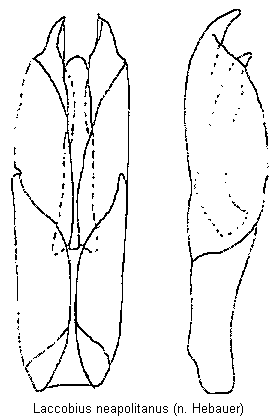 laccobius_neapolitanus.gif