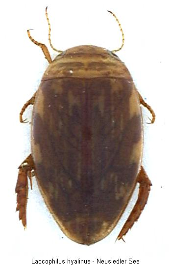 laccophilus_hyalinus_hab.jpg