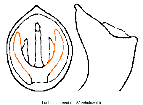 lachnaia_caprai.gif