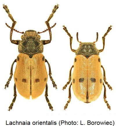 lachnaia_orientalis.jpg
