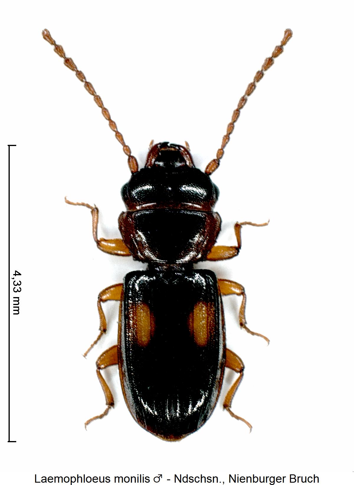 laemophloeus_monilis_m_hab.jpg