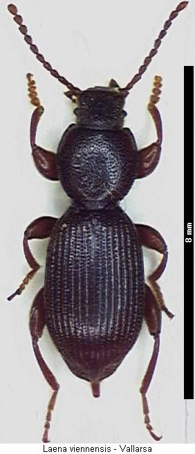 laena_viennensis_hab.jpg