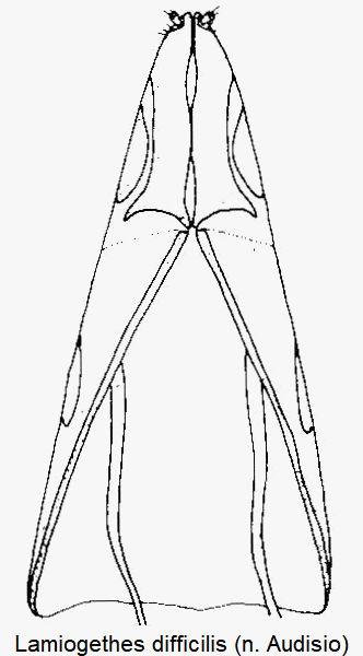 lamiogethes_difficilis_ovi.gif