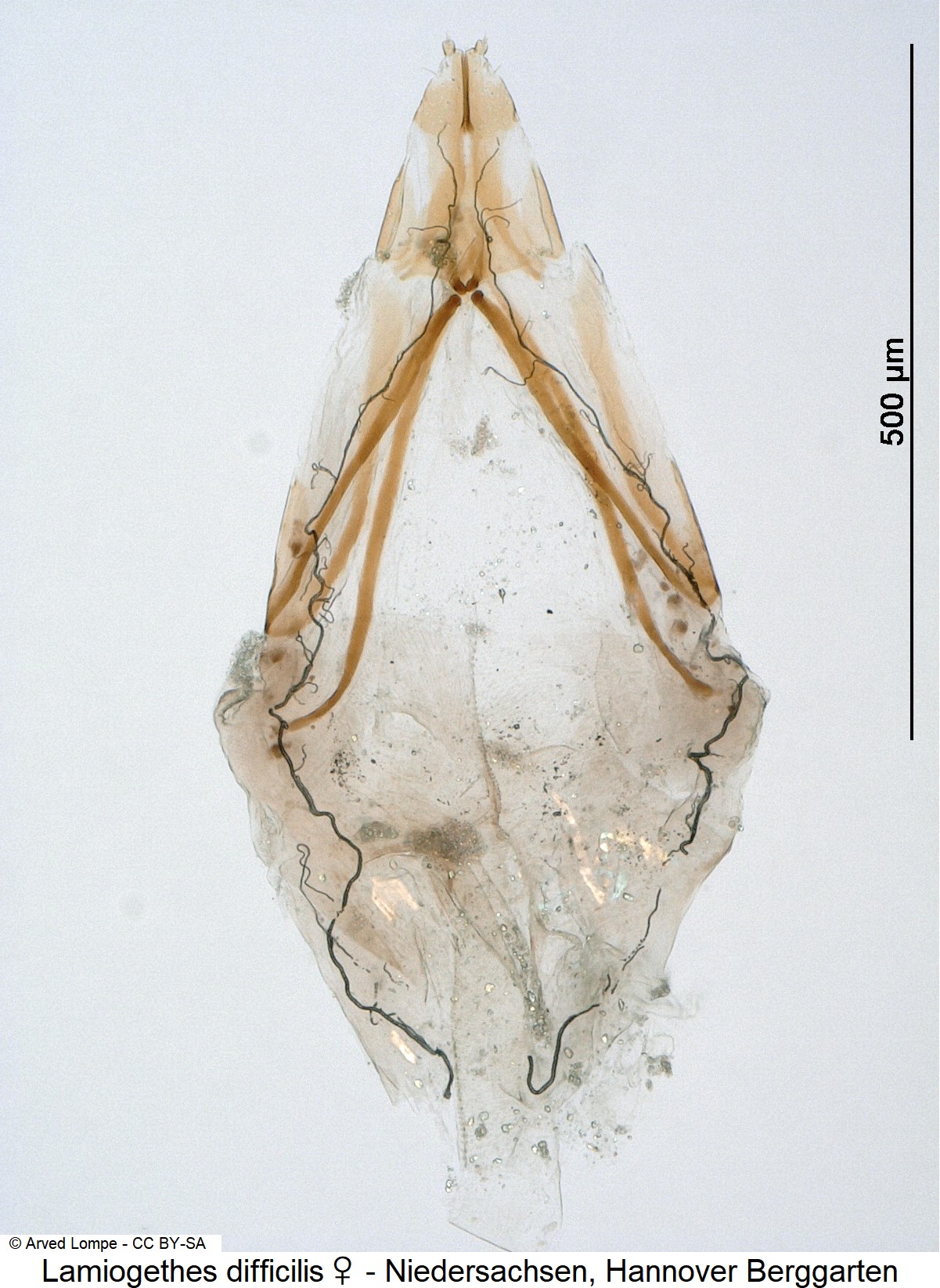 lamiogethes_difficilis_w_ck29680306_ovi.jpg