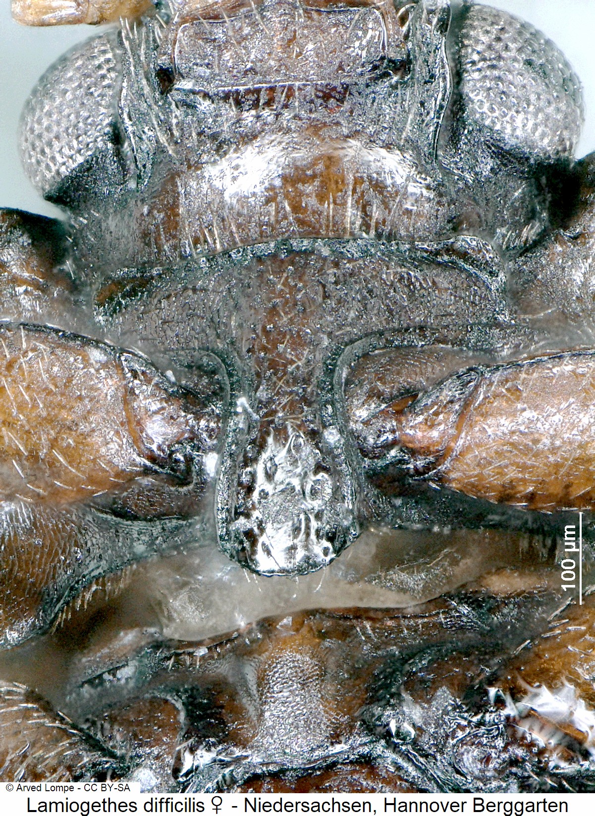 lamiogethes_difficilis_w_ck29680306_vbr.jpg